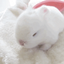 Discovery icon for 。    ♡ ノbunny  .  chat  .  vc  .  soft Discord server
